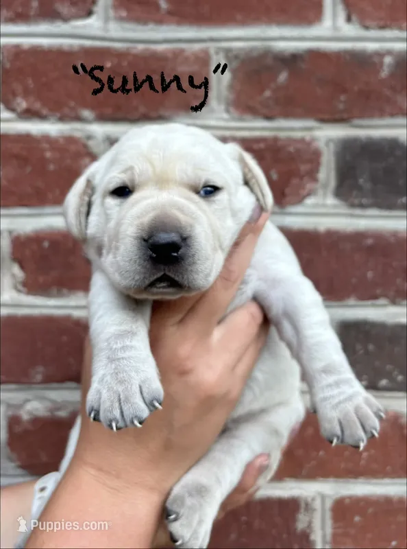 AKC Yellow Lab-Sunny – Labrador Retriever puppy for sale in Pilot Mountain, NC