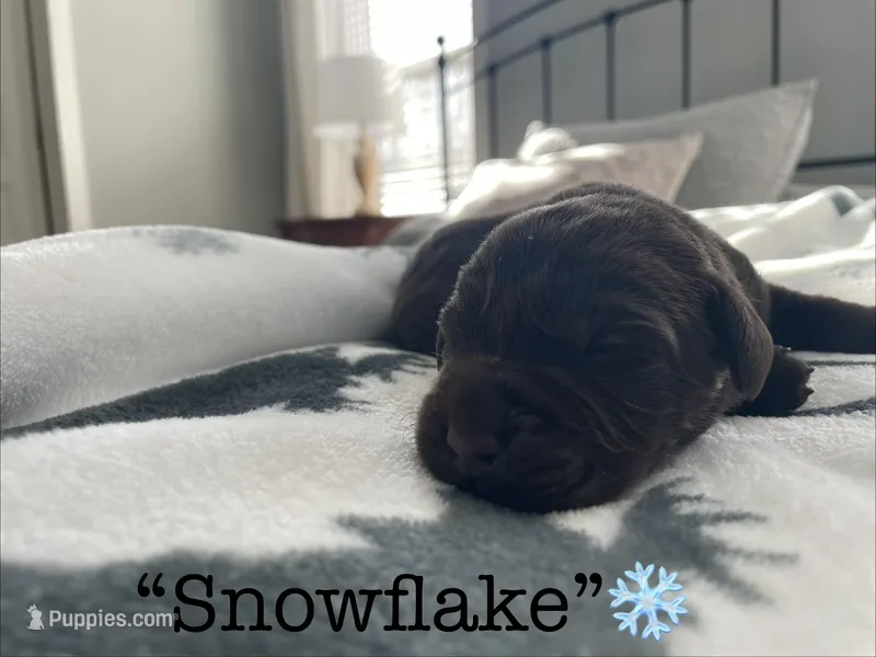 AKC Chocolate Lab “Snowflake”
