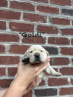 AKC Yellow Lab-Goldi, a female Labrador Retriever for sale in Pilot Mountain, NC – 1 of 3