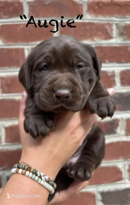 AKC Chocolate Lab-Augie – Labrador Retriever puppy for sale in Pilot Mountain, NC