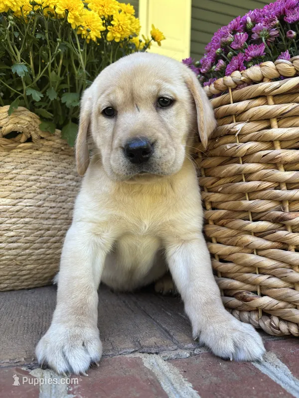 AKC Yellow Lab-Goldi – Labrador Retriever puppy for sale in Pilot Mountain, NC