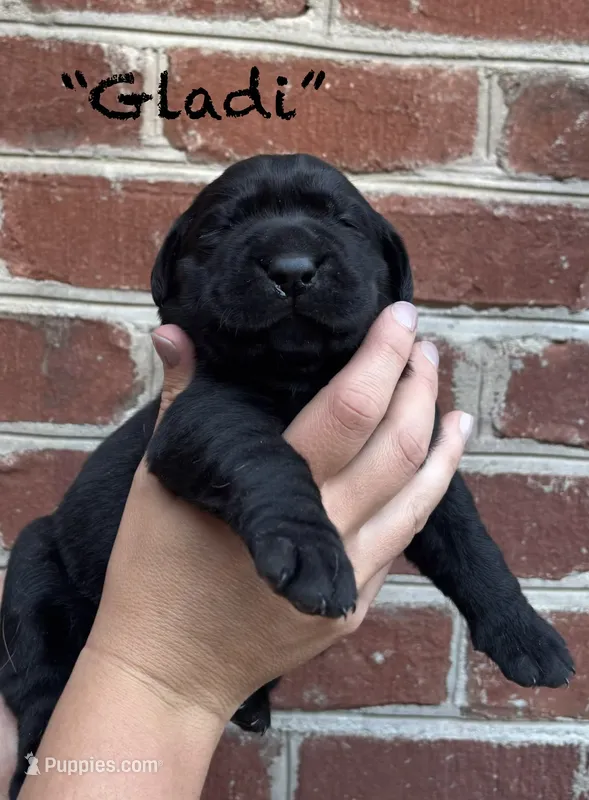 AKC Black Lab-Gladiola – Labrador Retriever puppy for sale in Pilot Mountain, NC