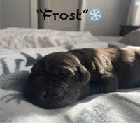 AKC Chocolate Lab “Frost”, a male Labrador Retriever for sale in Pilot Mountain, NC – Photo 1 of 4