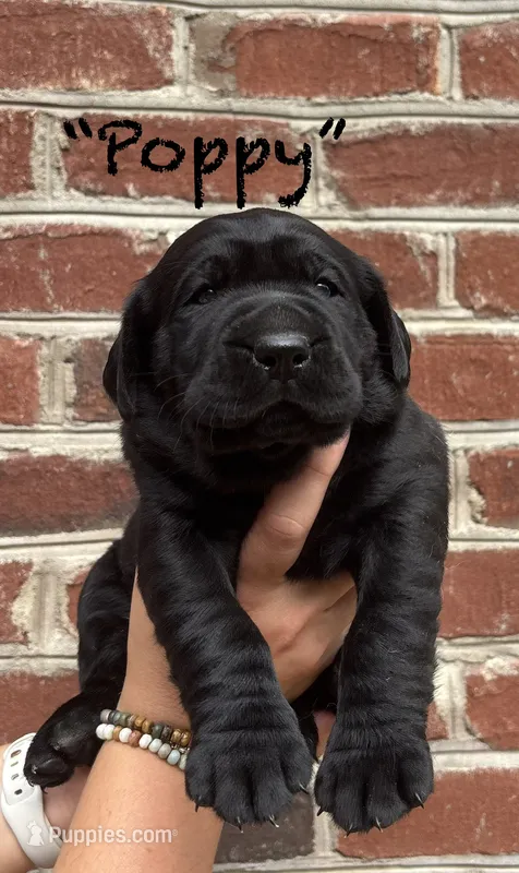 AKC Black Lab-Poppy – Labrador Retriever puppy for sale in Pilot Mountain, NC