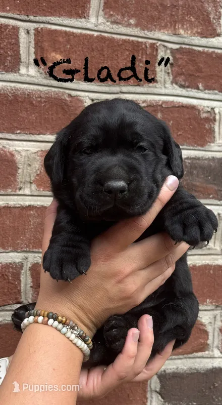 AKC Black Lab-Gladiola – Labrador Retriever puppy for sale in Pilot Mountain, NC