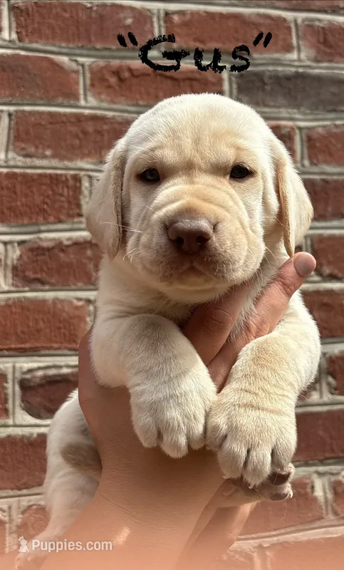 AKC Yellow Lab-Gus – Labrador Retriever puppy for sale in Pilot Mountain, NC