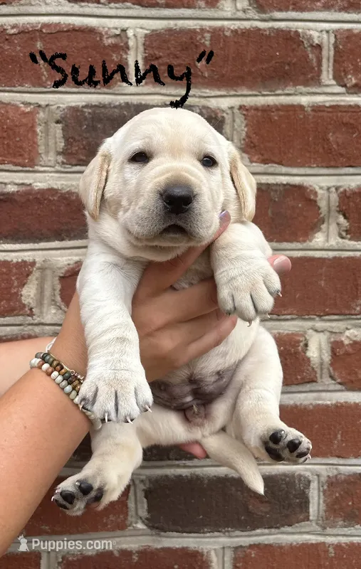AKC Yellow Lab-Sunny – Labrador Retriever puppy for sale in Pilot Mountain, NC