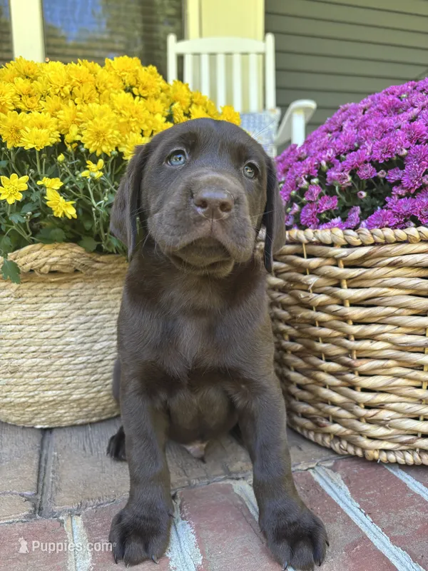 AKC Chocolate Lab-Augie – Labrador Retriever puppy for sale in Pilot Mountain, NC