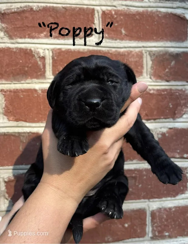 AKC Black Lab-Poppy – Labrador Retriever puppy for sale in Pilot Mountain, NC