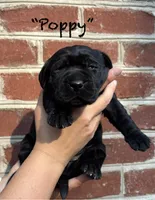 AKC Black Lab-Poppy, a female Labrador Retriever for sale in Pilot Mountain, NC – 1 of 3