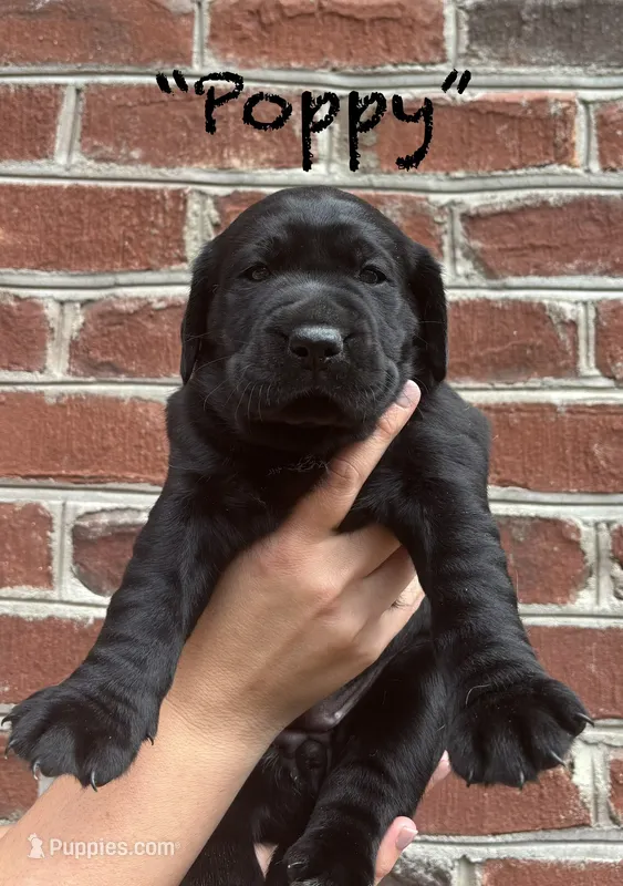 AKC Black Lab-Poppy – Labrador Retriever puppy for sale in Pilot Mountain, NC