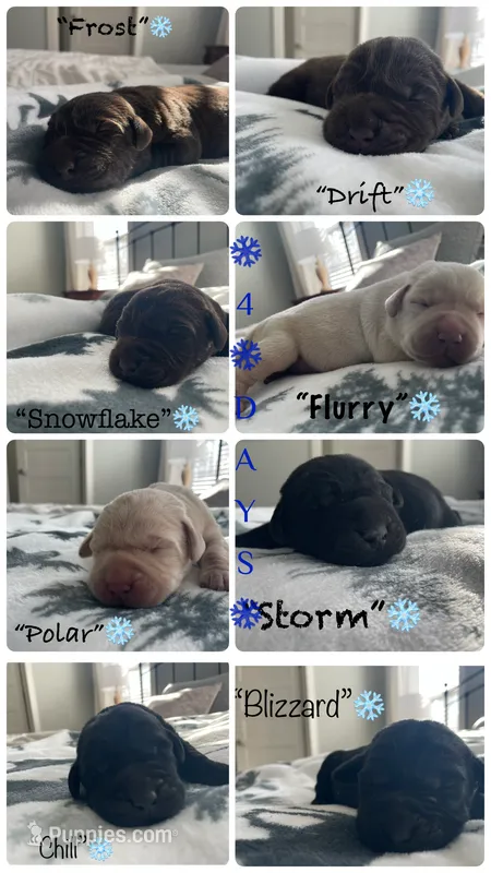 AKC Yellow Lab “Polar”