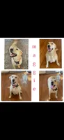 AKC Yellow Lab-Goldi, a female Labrador Retriever for sale in Pilot Mountain, NC – 2 of 3