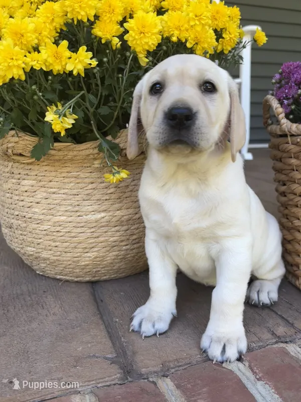 AKC Yellow Lab-Sunny – Labrador Retriever puppy for sale in Pilot Mountain, NC