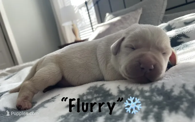AKC Yellow Lab “Flurry”