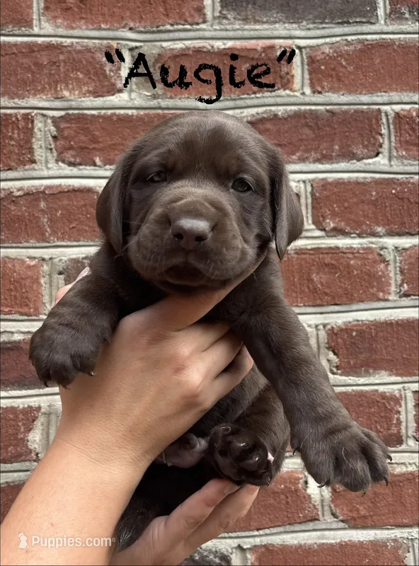AKC Chocolate Lab-Augie – Labrador Retriever puppy for sale in Pilot Mountain, NC
