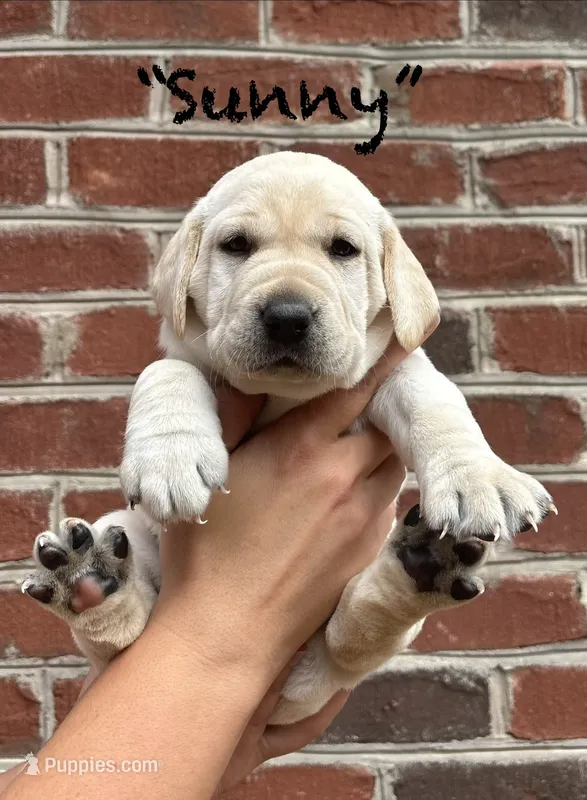 AKC Yellow Lab-Sunny – Labrador Retriever puppy for sale in Pilot Mountain, NC