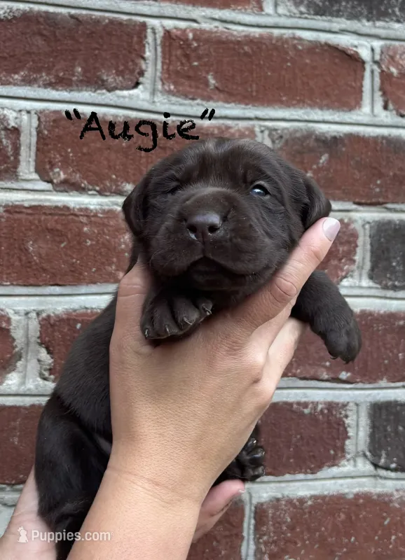 AKC Chocolate Lab-Augie – Labrador Retriever puppy for sale in Pilot Mountain, NC