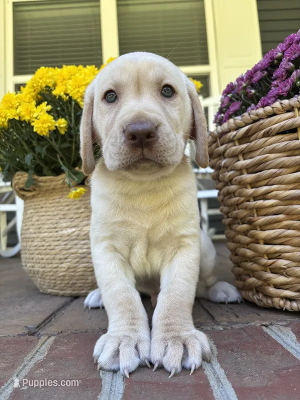 AKC Yellow Lab-Gus – Labrador Retriever puppy for sale in Pilot Mountain, NC