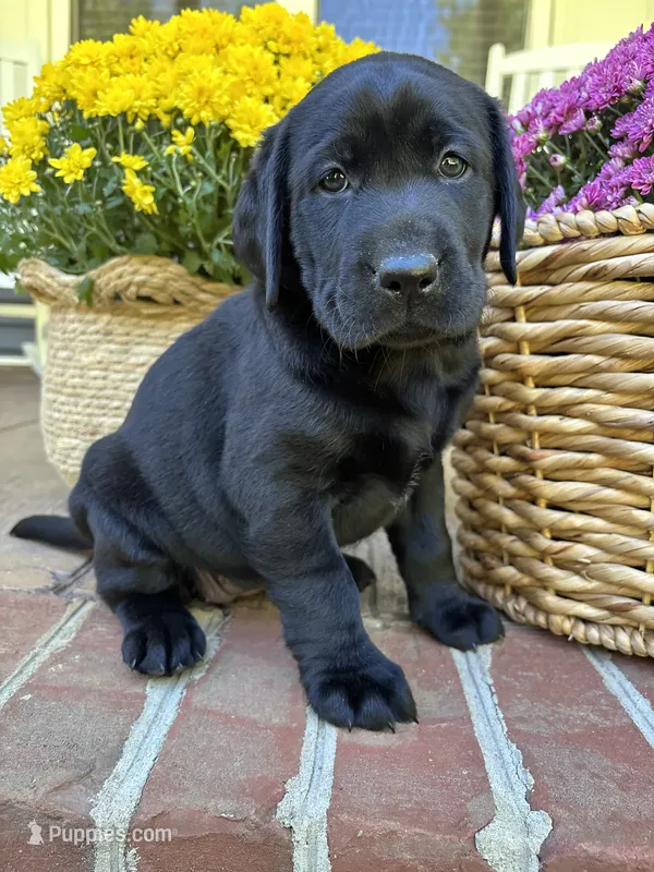 AKC Black Lab-Gladiola – Labrador Retriever puppy for sale in Pilot Mountain, NC