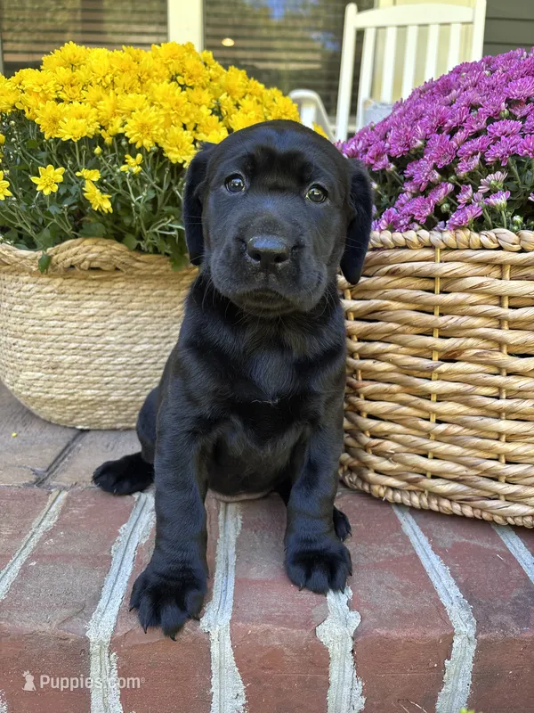 AKC Black Lab-Poppy – Labrador Retriever puppy for sale in Pilot Mountain, NC