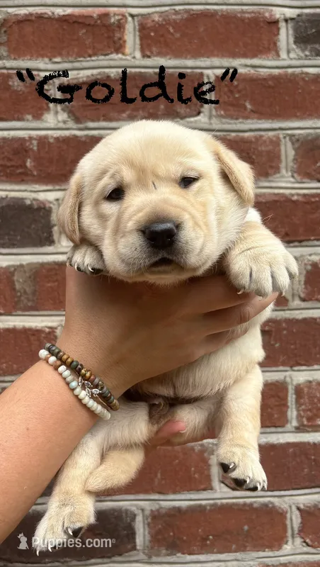 AKC Yellow Lab-Goldi – Labrador Retriever puppy for sale in Pilot Mountain, NC