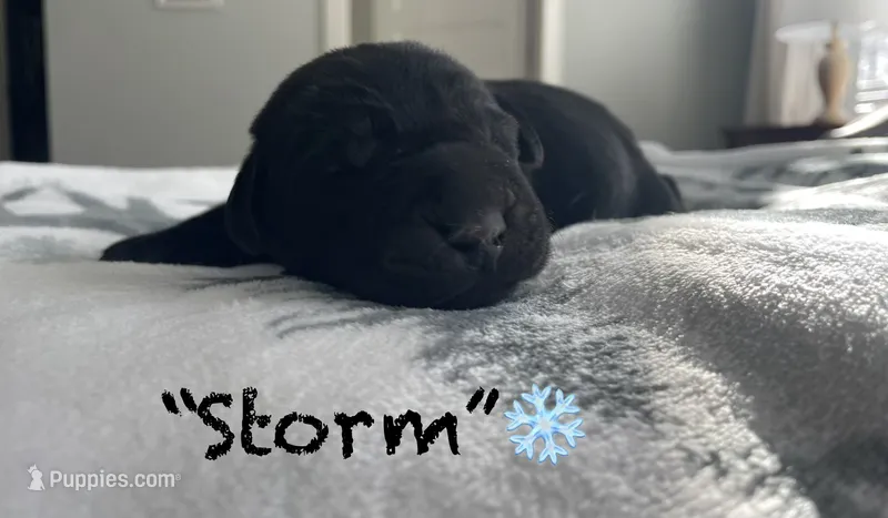 AKC Black Lab “Storm”