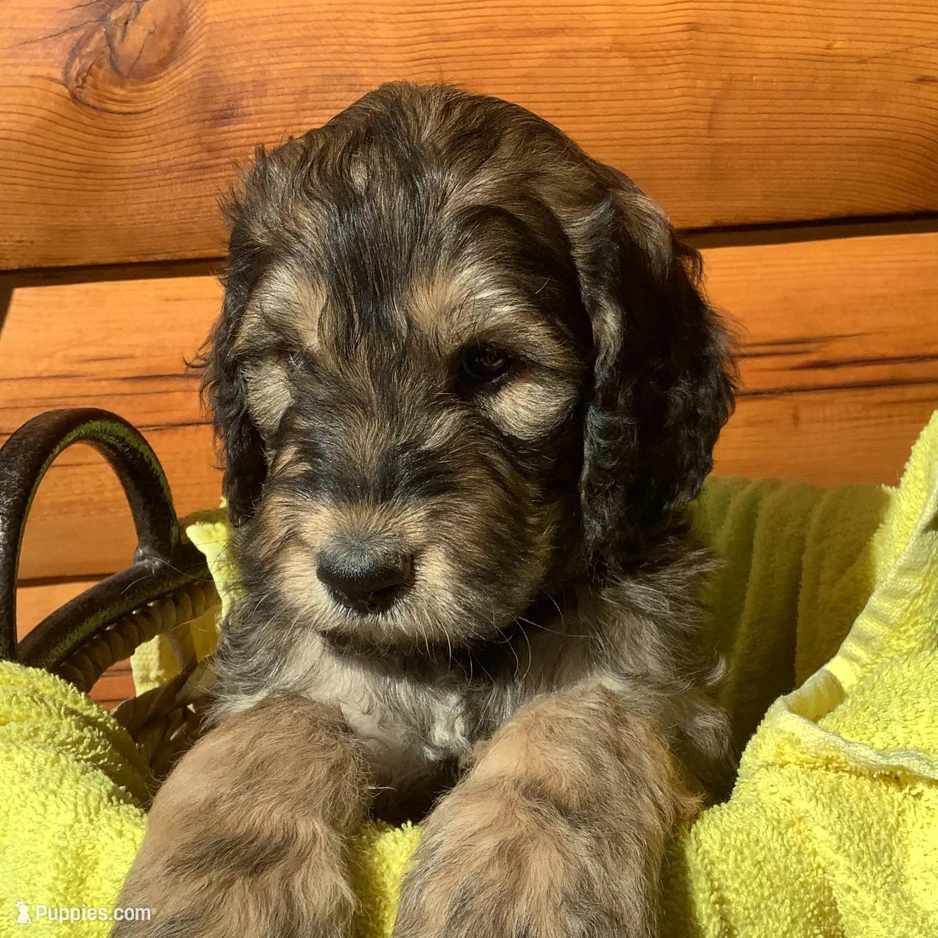 Boy 2 – Irish Doodle puppy for sale in Canon City, CO
