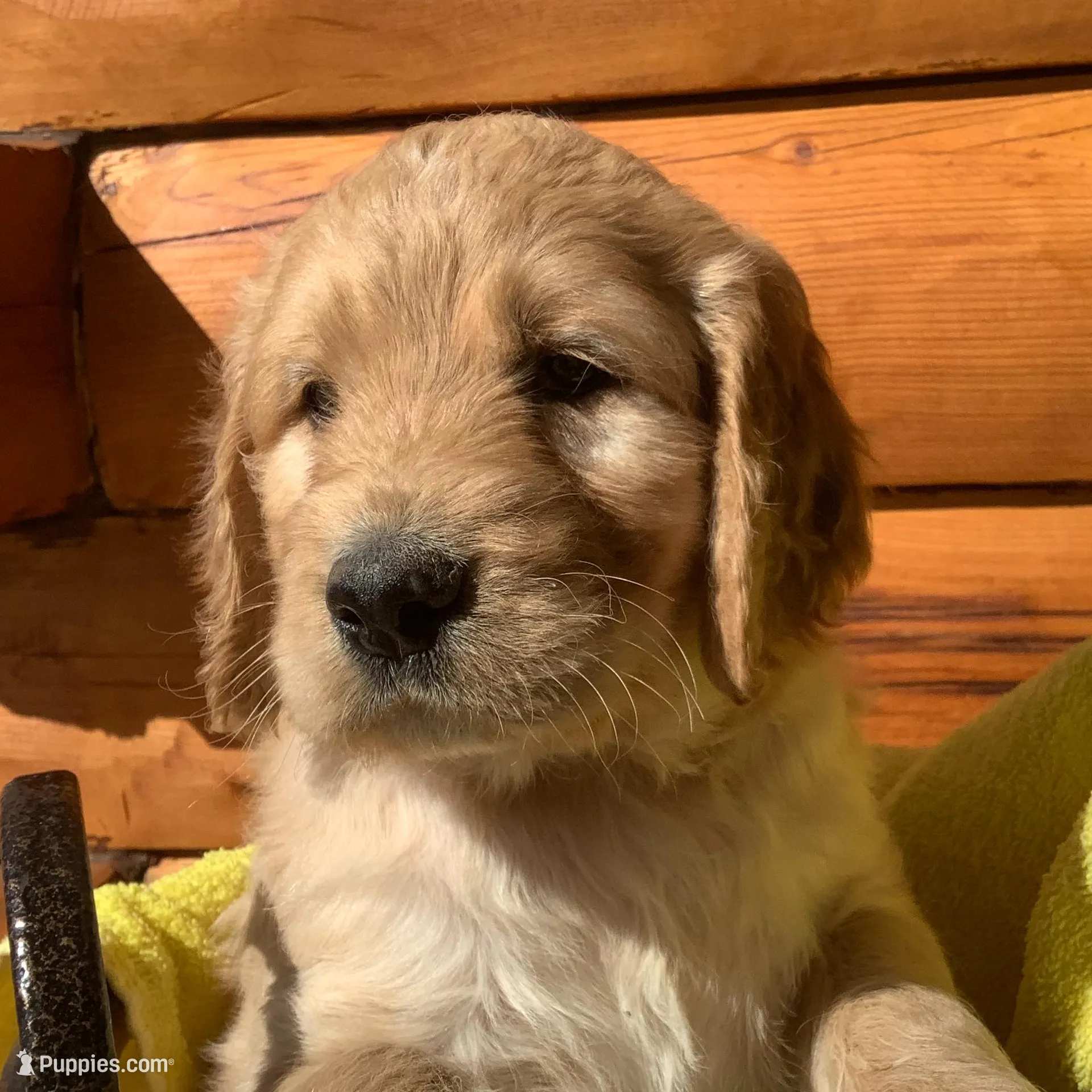 Boy 1 – Irish Doodle puppy for sale in Canon City, CO