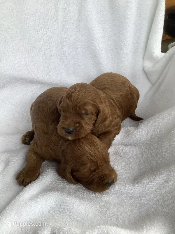 Irishdoodle girl – Irish Doodle puppy for sale in Canon City, CO