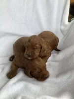 Irishdoodle girl, a female Irish Doodle for sale in Canon City, CO – 1 of 1