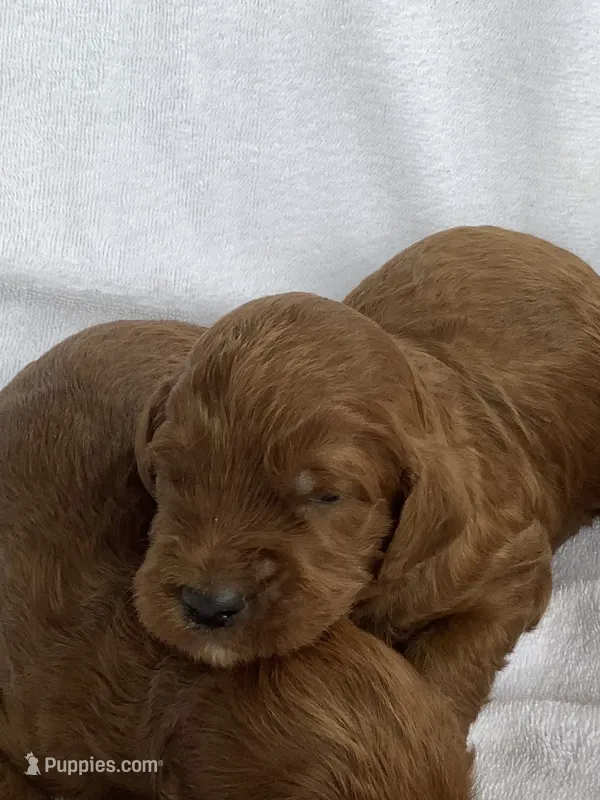 Red – Irish Doodle puppy for sale in Canon City, CO