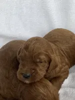 Red, a male Irish Doodle for sale in Canon City, CO – 1 of 1