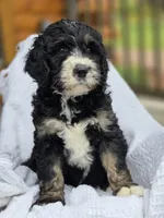 Blake, a male Bernedoodle for sale in Canon City, CO – 1 of 1