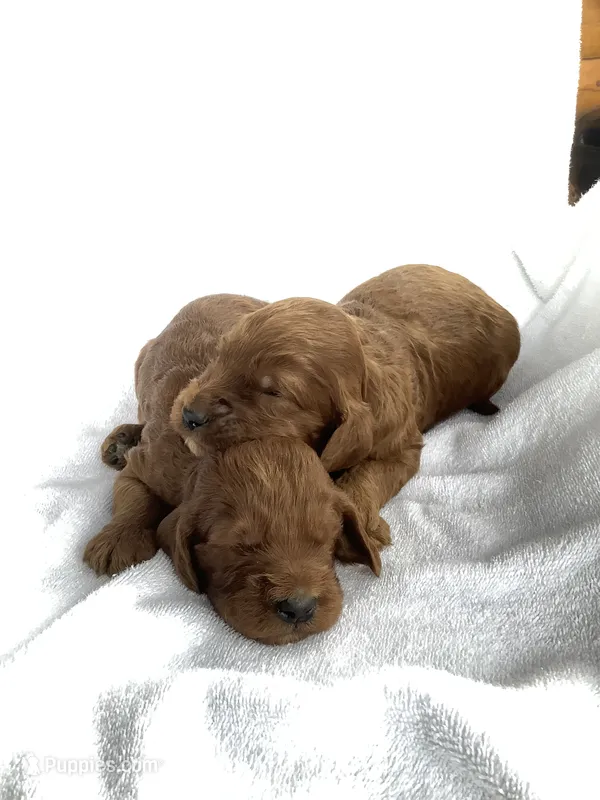 Irishdoodle boy – Irish Doodle puppy for sale in Canon City, CO