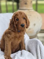 Rusty, a male Irish Doodle for sale in Canon City, CO – 1 of 2