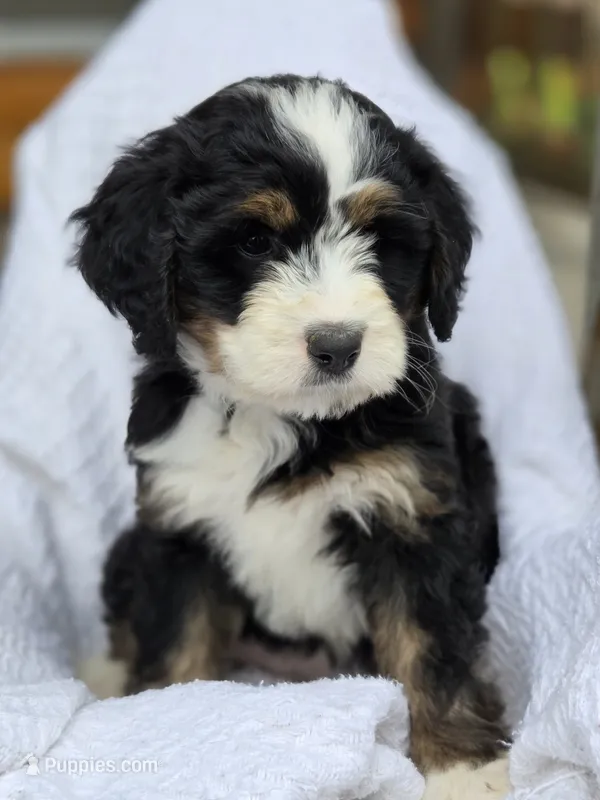 Bree – Bernedoodle puppy for sale in Canon City, CO