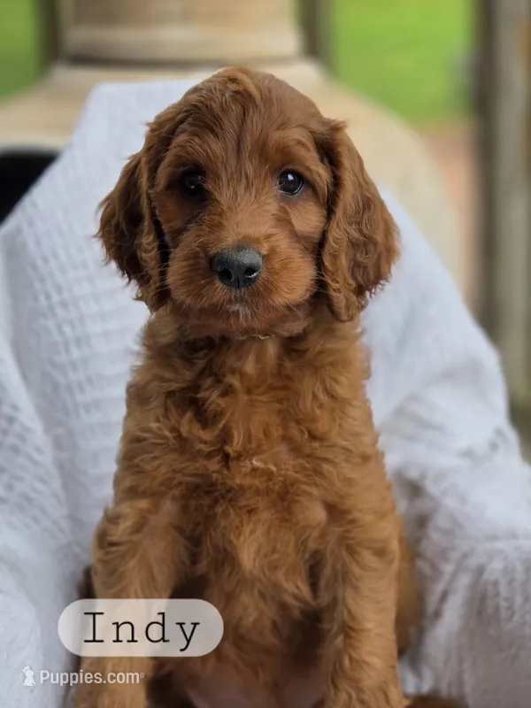 Indy – Irish Doodle puppy for sale in Canon City, CO