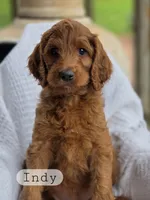 Indy, a female Irish Doodle for sale in Canon City, CO – 1 of 2
