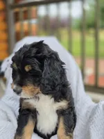 Bennet, a male Bernedoodle for sale in Canon City, CO – 3 of 3