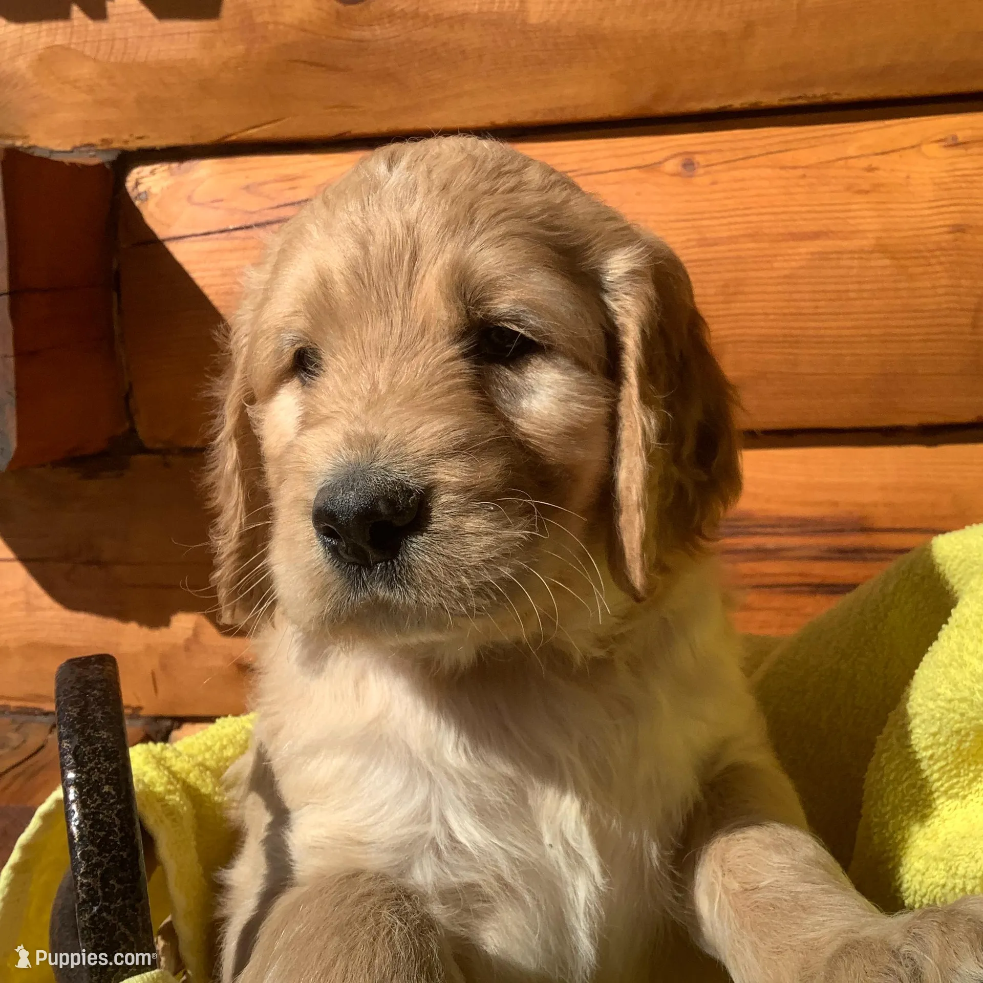 Girlie #4 – Irish Doodle puppy on hold in Canon City, CO