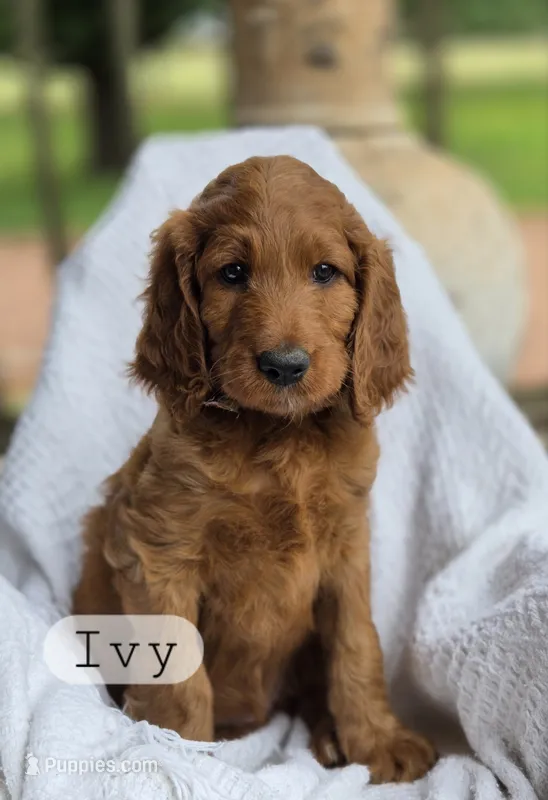 Ivy – Irish Doodle puppy for sale in Canon City, CO