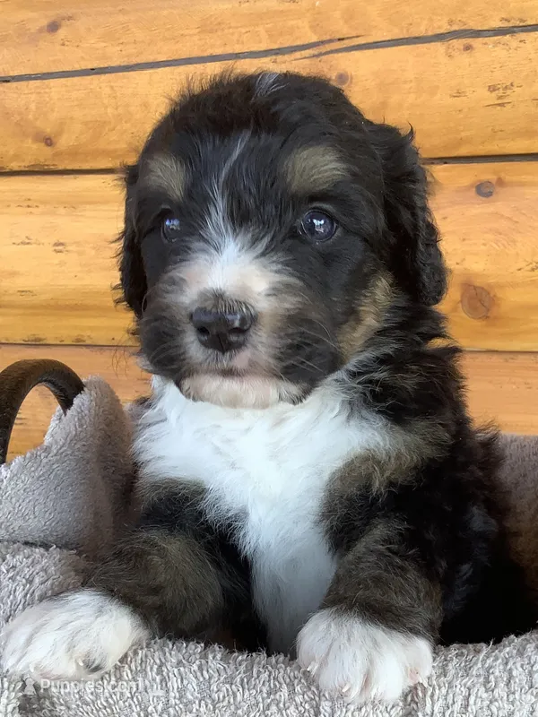 Misty, a female Bernedoodle for sale in Canon City, CO – 1 of 2