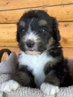 Misty, a female Bernedoodle for sale in Canon City, CO – 1 of 2