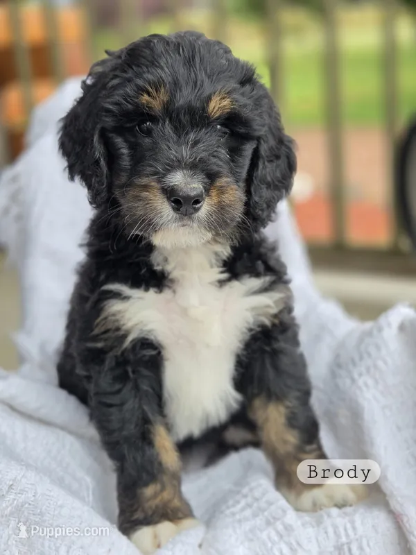 Brody – Bernedoodle puppy for sale in Canon City, CO