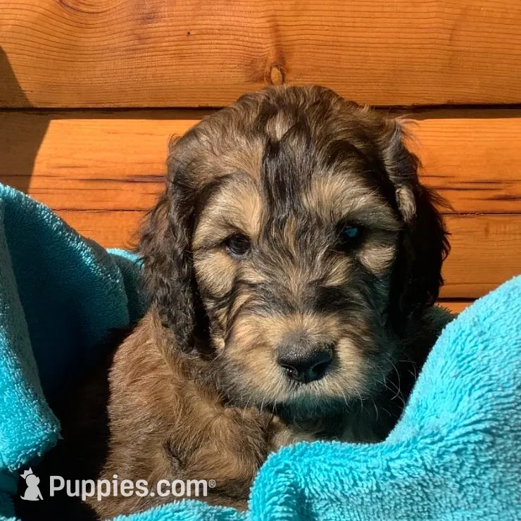 Boy 4 – Irish Doodle puppy for sale in Canon City, CO