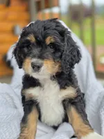 Bennet, a male Bernedoodle for sale in Canon City, CO – 2 of 3