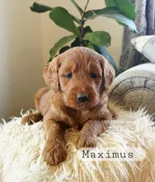 Maximus, a male Goldendoodle for sale in Canon City, CO – 3 of 3