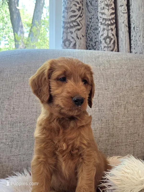 Maximus – Goldendoodle puppy for sale in Canon City, CO