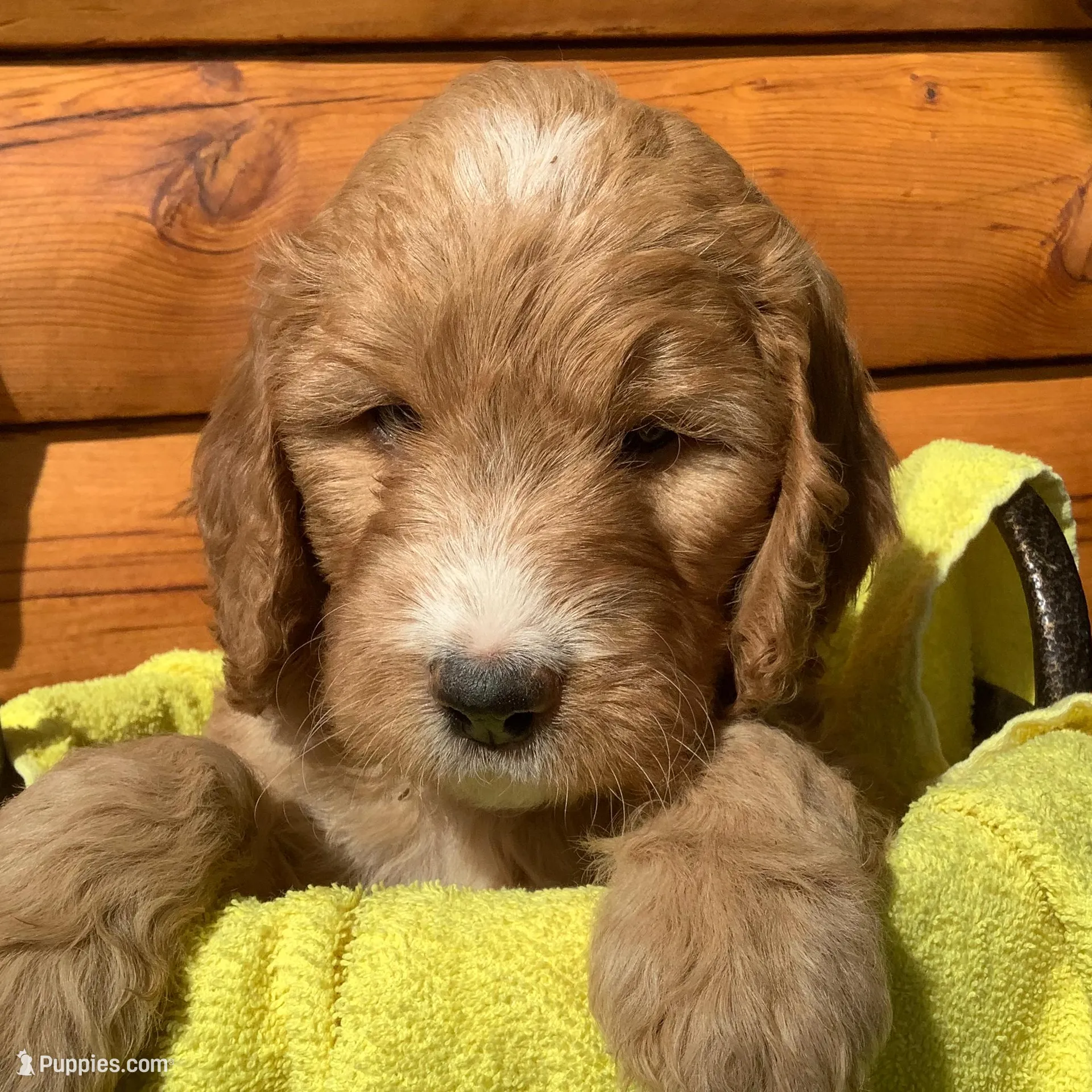 Girlie #3 – Irish Doodle puppy for sale in Canon City, CO